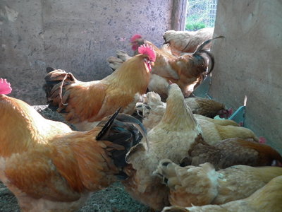 P1010042.JPG