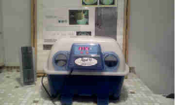 incubatrice 1.jpg