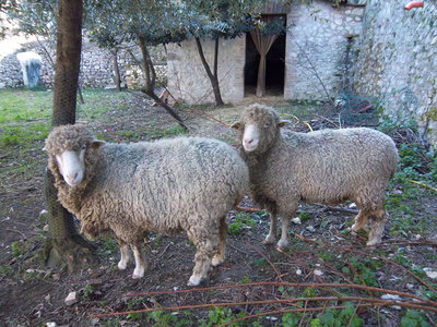 Gensomina&Ortensia.jpg