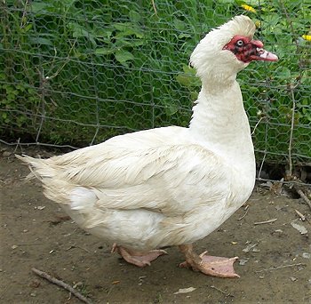 MuscovyDuckMaleCIMG2015.jpg