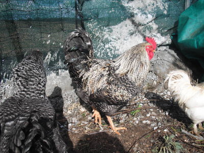 gallo grande1.jpg