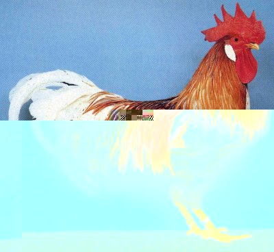 italiana_sellato_rosso_gallo.jpg
