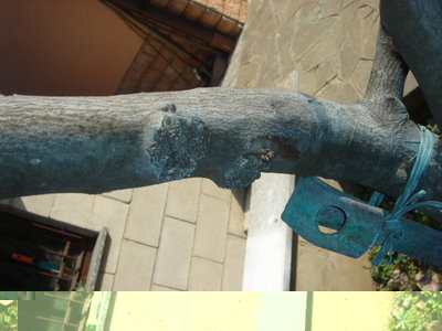 cotogno1.JPG