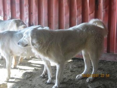 cani 1.JPG