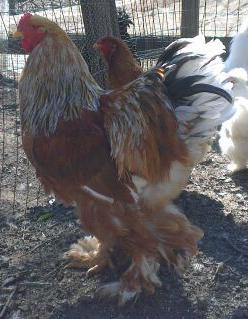 Gallo Brahama 1.jpg