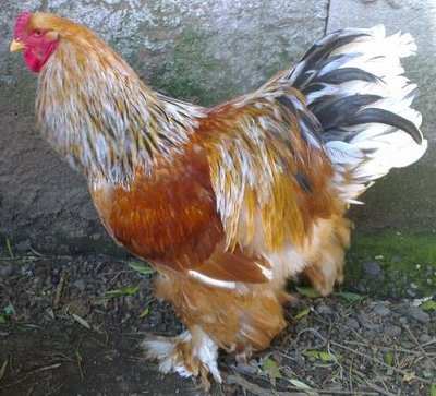 Gallo Brahama 2.jpg