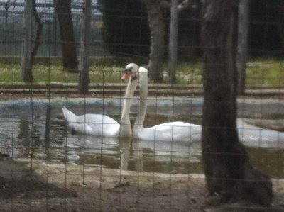 animall 029.jpg
