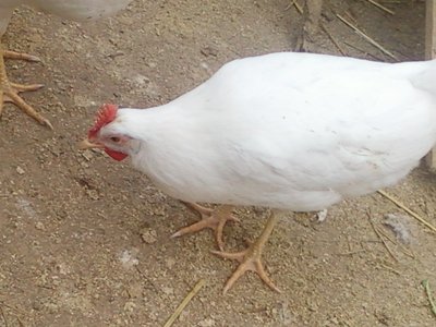 SP_A0041.jpg