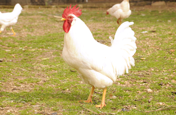 Gallo.jpg