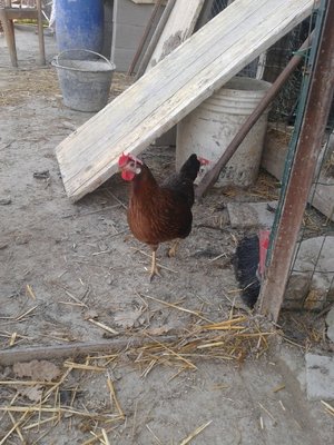 galline.jpg