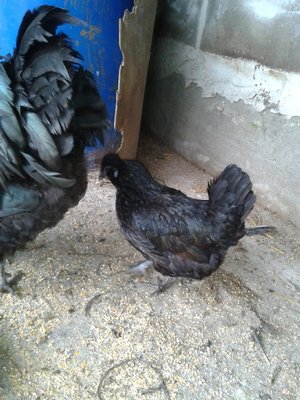 galline (1).jpg