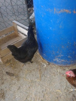 galline (4).jpg