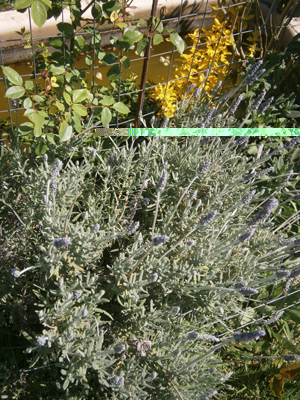P4150057.JPG