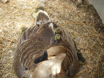 DSCF9050.JPG
