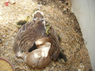 DSCF9052.JPG