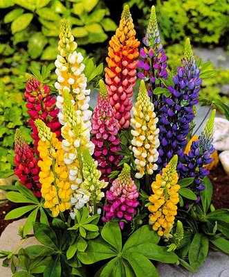 Lupini ibridi.jpg
