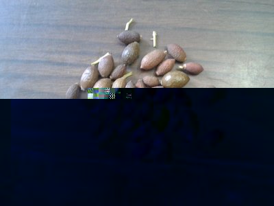 olive.jpg
