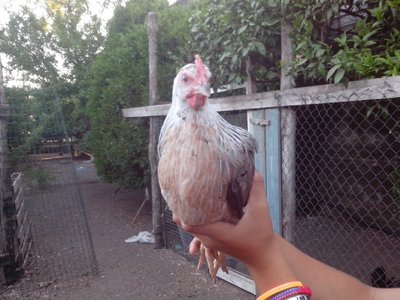 petto gallinella.jpg