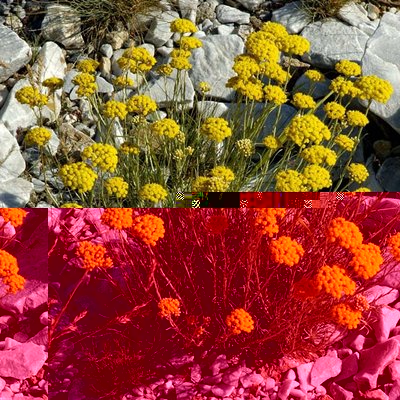 Helichrysum italicum.jpg