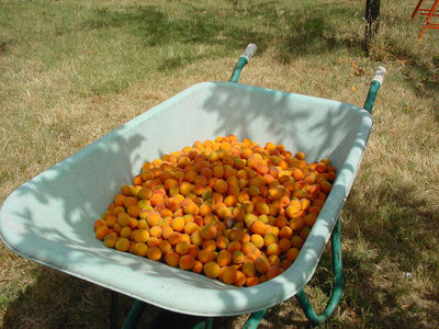 Albicocche-2012.jpg