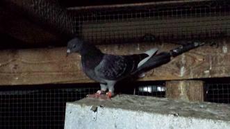animal 172.jpg