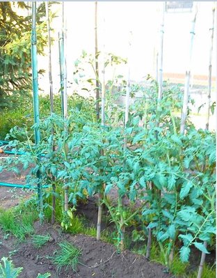 pomodori.jpg