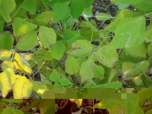 DSC02245.jpg