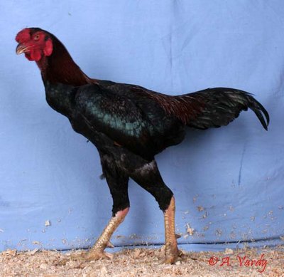 blackredmalay.jpg