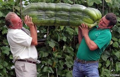 Monster_marrow.jpg