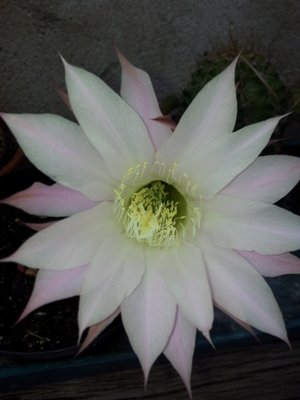 IMG_20130716_073437.jpg