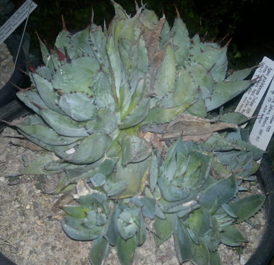 Agave guadalajarana Trelease.jpg