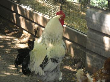 gallo 1.jpg