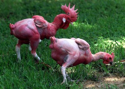 pollo-senza-piume.jpg
