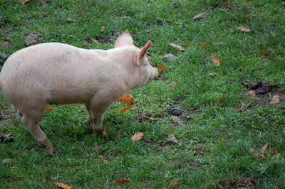 Cri_0127.jpg