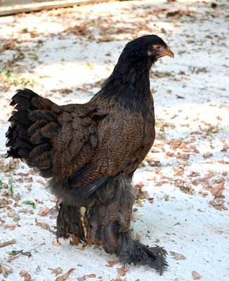 DSC_0629.JPG