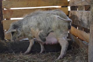 La  Scrofa.jpg