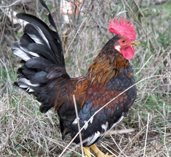 DSCF5980.jpg