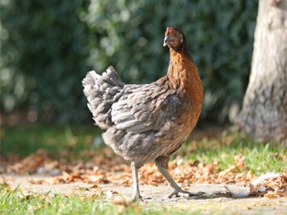 gallina_azzurra.jpg