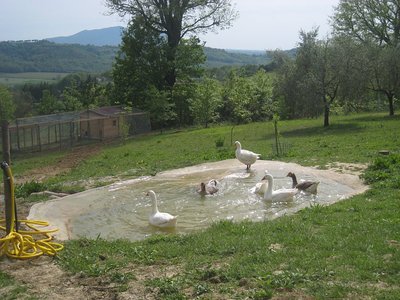 oche laghetto2 - IMG_7282.jpg