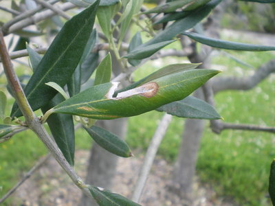 olivo3a.jpg