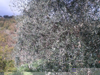 1Olive...JPG