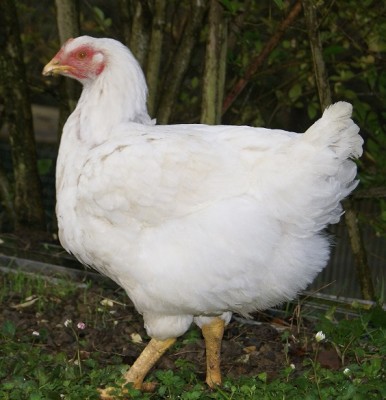 Broiler.jpg