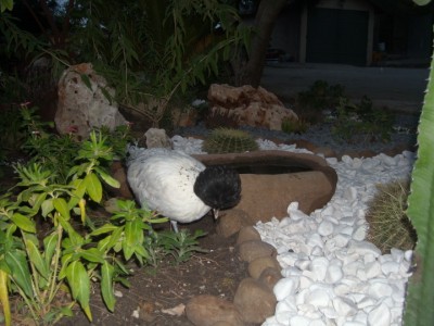 polli piante 021.jpg