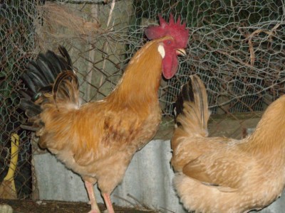 bionda1.jpg