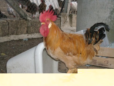 bionda2.jpg