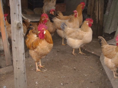 bionda3.jpg