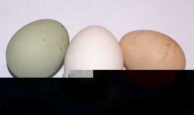UOVA tre colori web.jpg