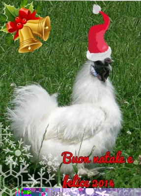 BeFunky_BeFunky_moroseta_m_bianco.jpg.jpg