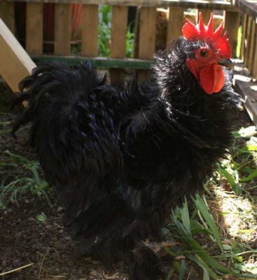 cocinc gallo web.jpg