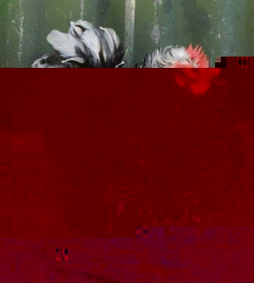 Cocinc gallina web.jpg